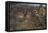 Male Leopard in a Tree-PattrickJS-Framed Stretched Canvas