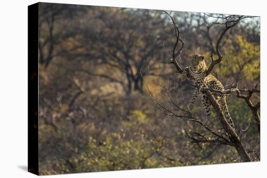 Male Leopard in a Tree-PattrickJS-Stretched Canvas
