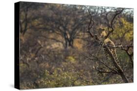 Male Leopard in a Tree-PattrickJS-Stretched Canvas