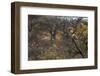 Male Leopard in a Tree-PattrickJS-Framed Photographic Print