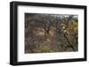 Male Leopard in a Tree-PattrickJS-Framed Photographic Print