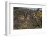 Male Leopard in a Tree-PattrickJS-Framed Photographic Print