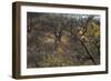 Male Leopard in a Tree-PattrickJS-Framed Photographic Print