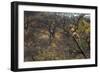 Male Leopard in a Tree-PattrickJS-Framed Photographic Print