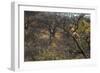 Male Leopard in a Tree-PattrickJS-Framed Photographic Print