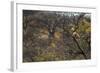 Male Leopard in a Tree-PattrickJS-Framed Photographic Print