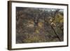 Male Leopard in a Tree-PattrickJS-Framed Photographic Print