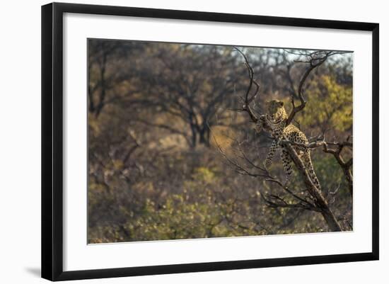 Male Leopard in a Tree-PattrickJS-Framed Photographic Print