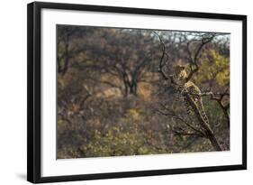 Male Leopard in a Tree-PattrickJS-Framed Photographic Print