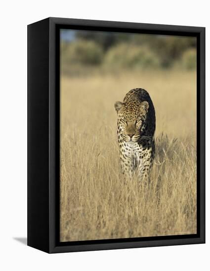 Male Leopard, Panthera Pardus, in Capticity, Namibia, Africa-Ann & Steve Toon-Framed Stretched Canvas