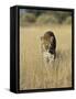Male Leopard, Panthera Pardus, in Capticity, Namibia, Africa-Ann & Steve Toon-Framed Stretched Canvas