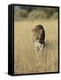 Male Leopard, Panthera Pardus, in Capticity, Namibia, Africa-Ann & Steve Toon-Framed Stretched Canvas