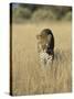 Male Leopard, Panthera Pardus, in Capticity, Namibia, Africa-Ann & Steve Toon-Stretched Canvas