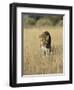 Male Leopard, Panthera Pardus, in Capticity, Namibia, Africa-Ann & Steve Toon-Framed Photographic Print