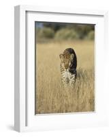 Male Leopard, Panthera Pardus, in Capticity, Namibia, Africa-Ann & Steve Toon-Framed Photographic Print