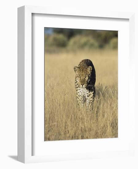 Male Leopard, Panthera Pardus, in Capticity, Namibia, Africa-Ann & Steve Toon-Framed Photographic Print