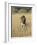 Male Leopard, Panthera Pardus, in Capticity, Namibia, Africa-Ann & Steve Toon-Framed Photographic Print