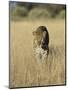 Male Leopard, Panthera Pardus, in Capticity, Namibia, Africa-Ann & Steve Toon-Mounted Photographic Print