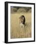 Male Leopard, Panthera Pardus, in Capticity, Namibia, Africa-Ann & Steve Toon-Framed Photographic Print