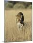 Male Leopard, Panthera Pardus, in Capticity, Namibia, Africa-Ann & Steve Toon-Mounted Photographic Print