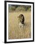 Male Leopard, Panthera Pardus, in Capticity, Namibia, Africa-Ann & Steve Toon-Framed Photographic Print
