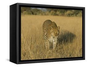 Male Leopard (Panthera Pardus) in Captivity, Namibia, Africa-Steve & Ann Toon-Framed Stretched Canvas
