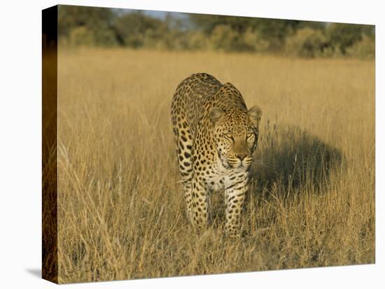 Male Leopard (Panthera Pardus) in Captivity, Namibia, Africa-Steve & Ann Toon-Stretched Canvas