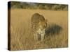 Male Leopard (Panthera Pardus) in Captivity, Namibia, Africa-Steve & Ann Toon-Stretched Canvas