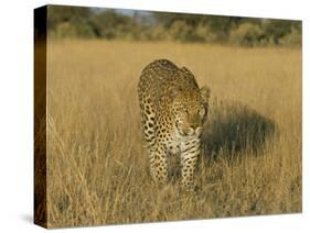 Male Leopard (Panthera Pardus) in Captivity, Namibia, Africa-Steve & Ann Toon-Stretched Canvas