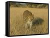 Male Leopard (Panthera Pardus) in Captivity, Namibia, Africa-Steve & Ann Toon-Framed Stretched Canvas