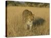 Male Leopard (Panthera Pardus) in Captivity, Namibia, Africa-Steve & Ann Toon-Stretched Canvas