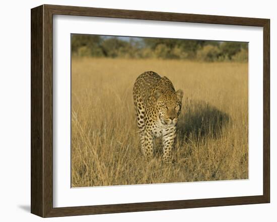 Male Leopard (Panthera Pardus) in Captivity, Namibia, Africa-Steve & Ann Toon-Framed Photographic Print