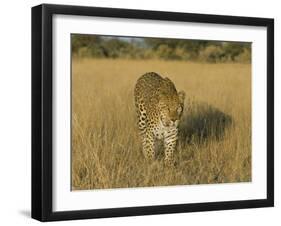 Male Leopard (Panthera Pardus) in Captivity, Namibia, Africa-Steve & Ann Toon-Framed Photographic Print