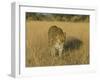 Male Leopard (Panthera Pardus) in Captivity, Namibia, Africa-Steve & Ann Toon-Framed Photographic Print