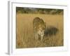 Male Leopard (Panthera Pardus) in Captivity, Namibia, Africa-Steve & Ann Toon-Framed Photographic Print