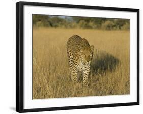 Male Leopard (Panthera Pardus) in Captivity, Namibia, Africa-Steve & Ann Toon-Framed Photographic Print