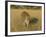 Male Leopard (Panthera Pardus) in Captivity, Namibia, Africa-Steve & Ann Toon-Framed Photographic Print