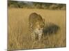Male Leopard (Panthera Pardus) in Captivity, Namibia, Africa-Steve & Ann Toon-Mounted Photographic Print