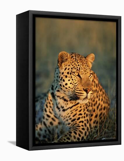 Male Leopard, Panthera Pardus, in Captivity, Namibia, Africa-Ann & Steve Toon-Framed Stretched Canvas
