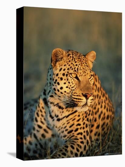 Male Leopard, Panthera Pardus, in Captivity, Namibia, Africa-Ann & Steve Toon-Stretched Canvas