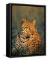 Male Leopard, Panthera Pardus, in Captivity, Namibia, Africa-Ann & Steve Toon-Framed Stretched Canvas