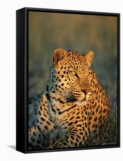 Male Leopard, Panthera Pardus, in Captivity, Namibia, Africa-Ann & Steve Toon-Framed Stretched Canvas