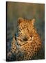 Male Leopard, Panthera Pardus, in Captivity, Namibia, Africa-Ann & Steve Toon-Stretched Canvas