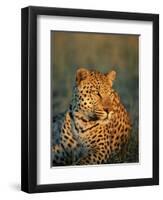 Male Leopard, Panthera Pardus, in Captivity, Namibia, Africa-Ann & Steve Toon-Framed Photographic Print