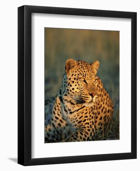 Male Leopard, Panthera Pardus, in Captivity, Namibia, Africa-Ann & Steve Toon-Framed Photographic Print