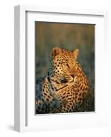 Male Leopard, Panthera Pardus, in Captivity, Namibia, Africa-Ann & Steve Toon-Framed Photographic Print