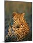 Male Leopard, Panthera Pardus, in Captivity, Namibia, Africa-Ann & Steve Toon-Mounted Photographic Print