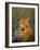 Male Leopard, Panthera Pardus, in Captivity, Namibia, Africa-Ann & Steve Toon-Framed Photographic Print