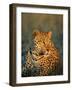 Male Leopard, Panthera Pardus, in Captivity, Namibia, Africa-Ann & Steve Toon-Framed Photographic Print