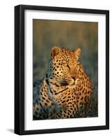 Male Leopard, Panthera Pardus, in Captivity, Namibia, Africa-Ann & Steve Toon-Framed Photographic Print